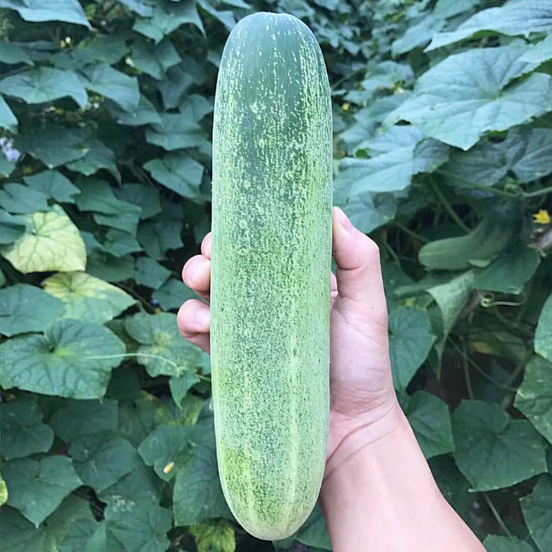 蔬菜类全网历史价格对比工具|蔬菜类价格历史