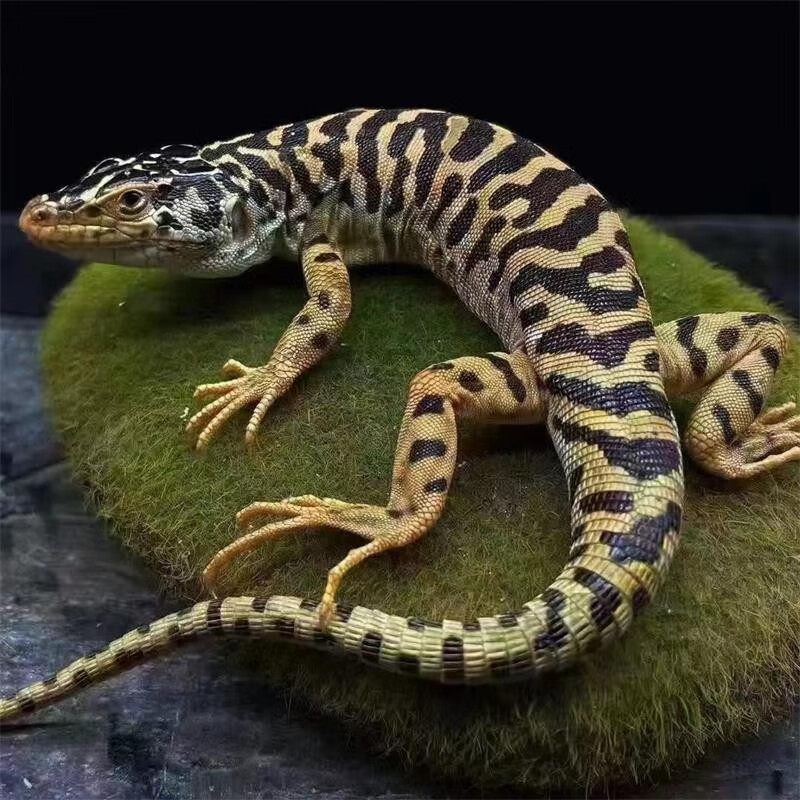 爱潮鸟新手入门级蜥蜴活体爬宠人工繁殖豹纹守宫宠物蜥蜴温顺爬宠 虫