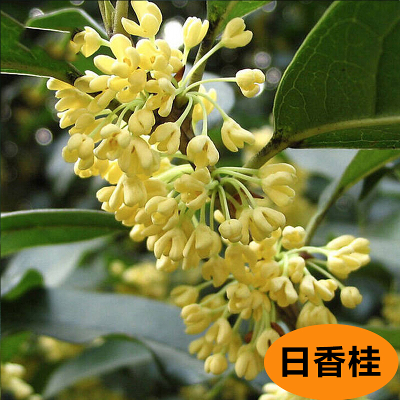 桂花樹(shù)苗 桂花苗 四季桂花 花香濃郁 嫁接桂花苗 陽(yáng)臺 庭院 辦公室 南北方種植盤(pán)栽 日香桂 6年苗開(kāi)花飽滿(mǎn)