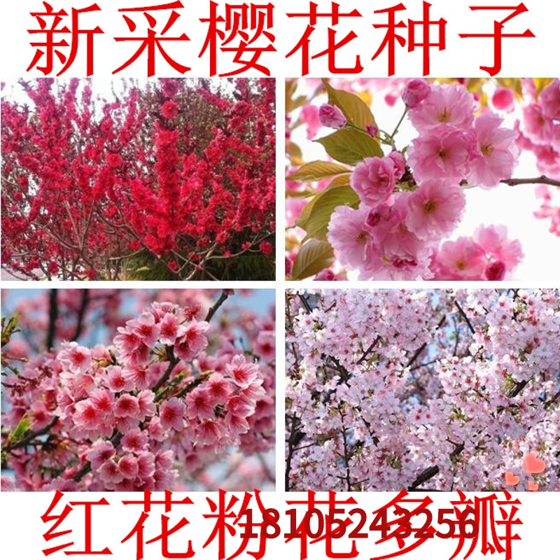 樱花种子 樱花籽 树种子 樱桃种子山樱花种子 林木花卉种子易缀 日本