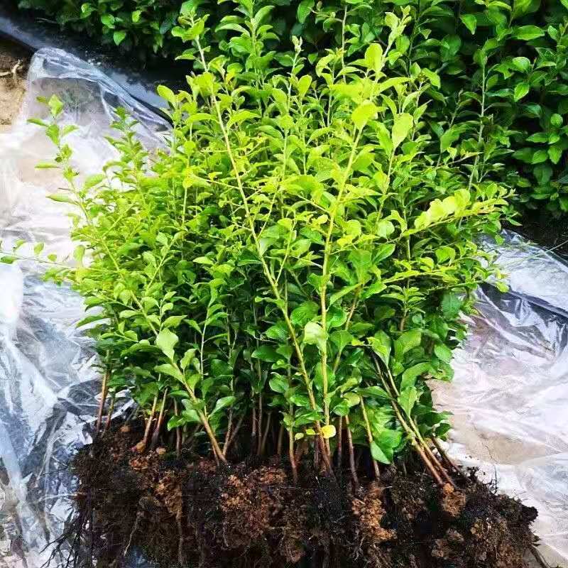 花姬  金弹子小苗金弹子树苗四川金蛋子小苗盆景苗观果苗金弹子树桩