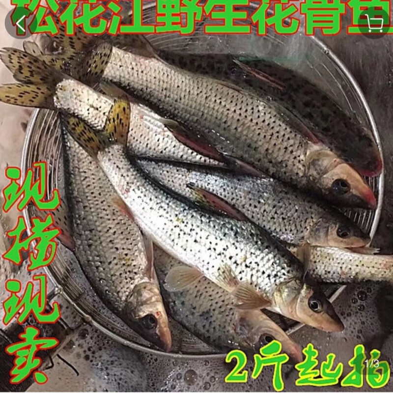 够印 东北松花江鱼季花鱼 淡水鱼花骨鱼 新鲜活鱼 鲫花鱼 4斤顺丰