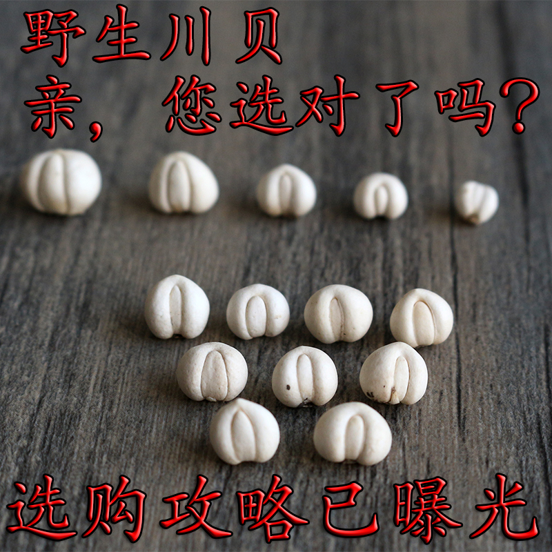 野生川贝松贝四川阿坝特产天然川贝母珍珠贝无硫磨粉精选10克