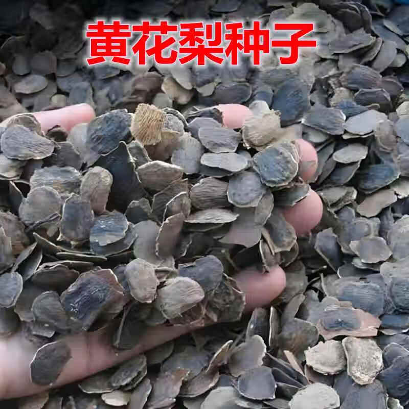 新采黄花梨种子 正宗海南黄花梨种子 降香黄檀种子黄花梨木树种子 黄花梨种子【30粒】