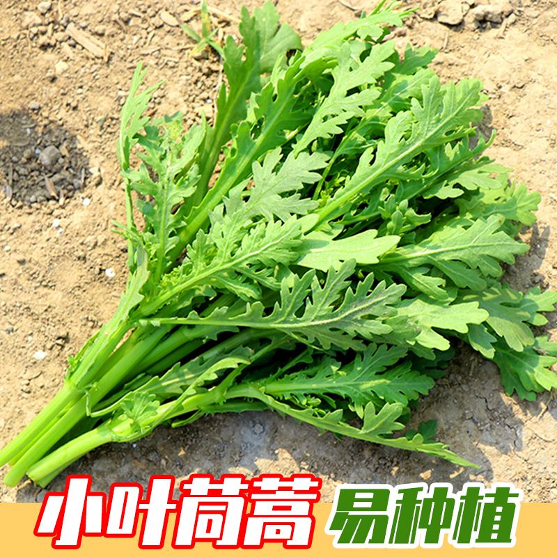 长耕茼蒿菜籽大叶小叶茼蒿种子菜苗皇帝菜种籽大全秋冬季四季蔬菜种孑