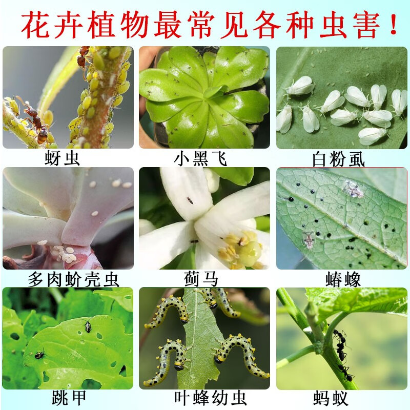 花药多肉蚧壳虫花卉植物杀虫剂小黑飞蚜虫月季花通用型百虫灵家用 30g