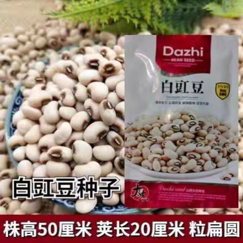 大志白豇豆种子白饭豆种籽白眉豆五谷杂粮白豇豆春夏秋季播白豇豆 j白