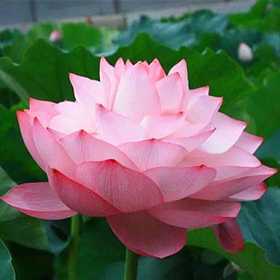 正宗大型荷花种藕池塘荷花苗盆栽水养碗莲花睡莲四季水培花卉植物yy