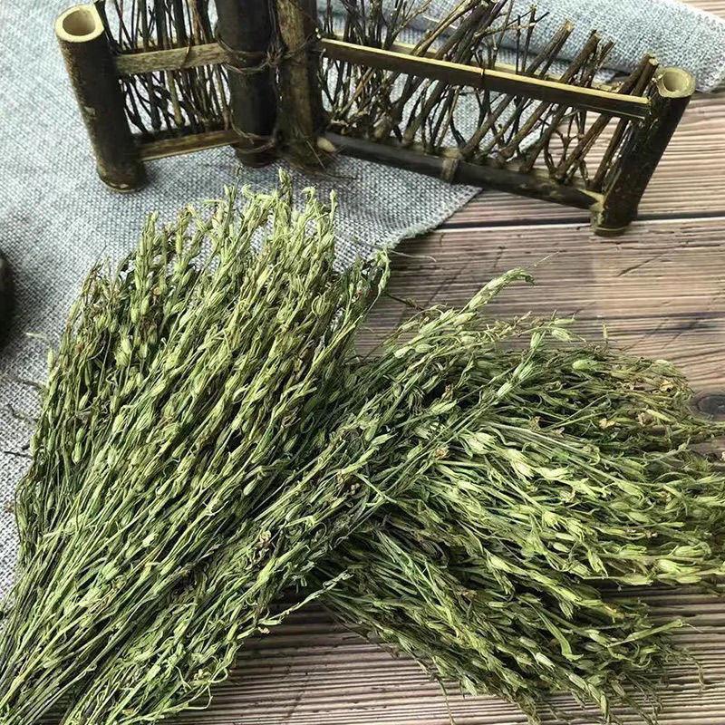 广西独脚金儿童草独角金小儿疳积草中草药独角金煮汤水煎服 独脚金