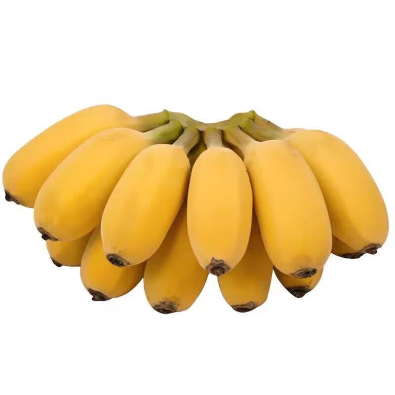 萧鲜生香蕉苹果蕉新鲜水果广西特产自然熟芭蕉香甜粉糯现摘现发 精品广西苹果蕉 9斤