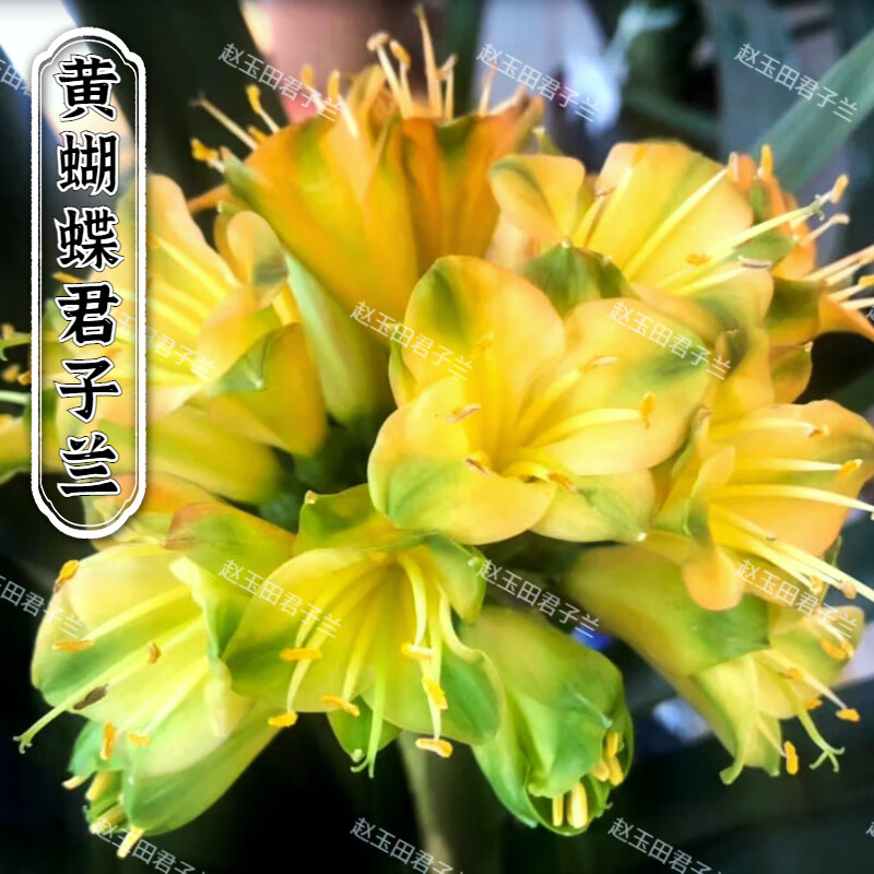 花姬文静花坊  东北名贵君子兰黄蝴蝶盆栽油匠圆头和尚绿植精品宽短叶