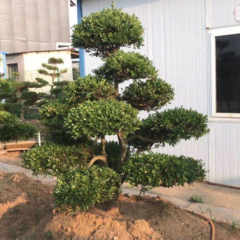 小叶黄杨黄杨造型盆景庭院别墅造型盆景植物一物一拍联系客服拍照 50