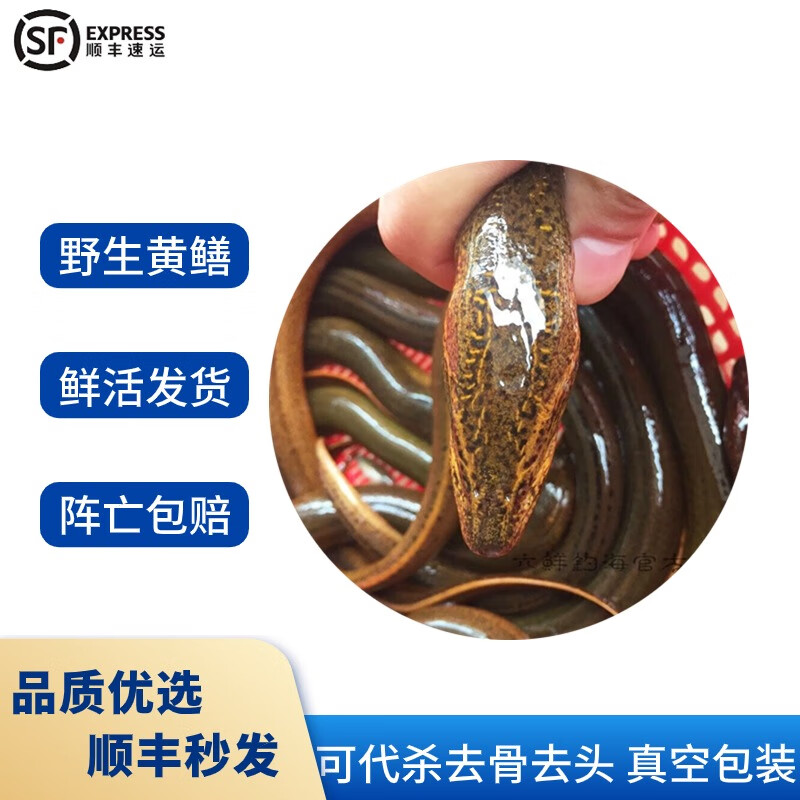 六鲜钓海 正宗黄鳝 长鱼鳝鱼 鲜活现杀 生鲜海鲜水产 3到5两一斤(一斤