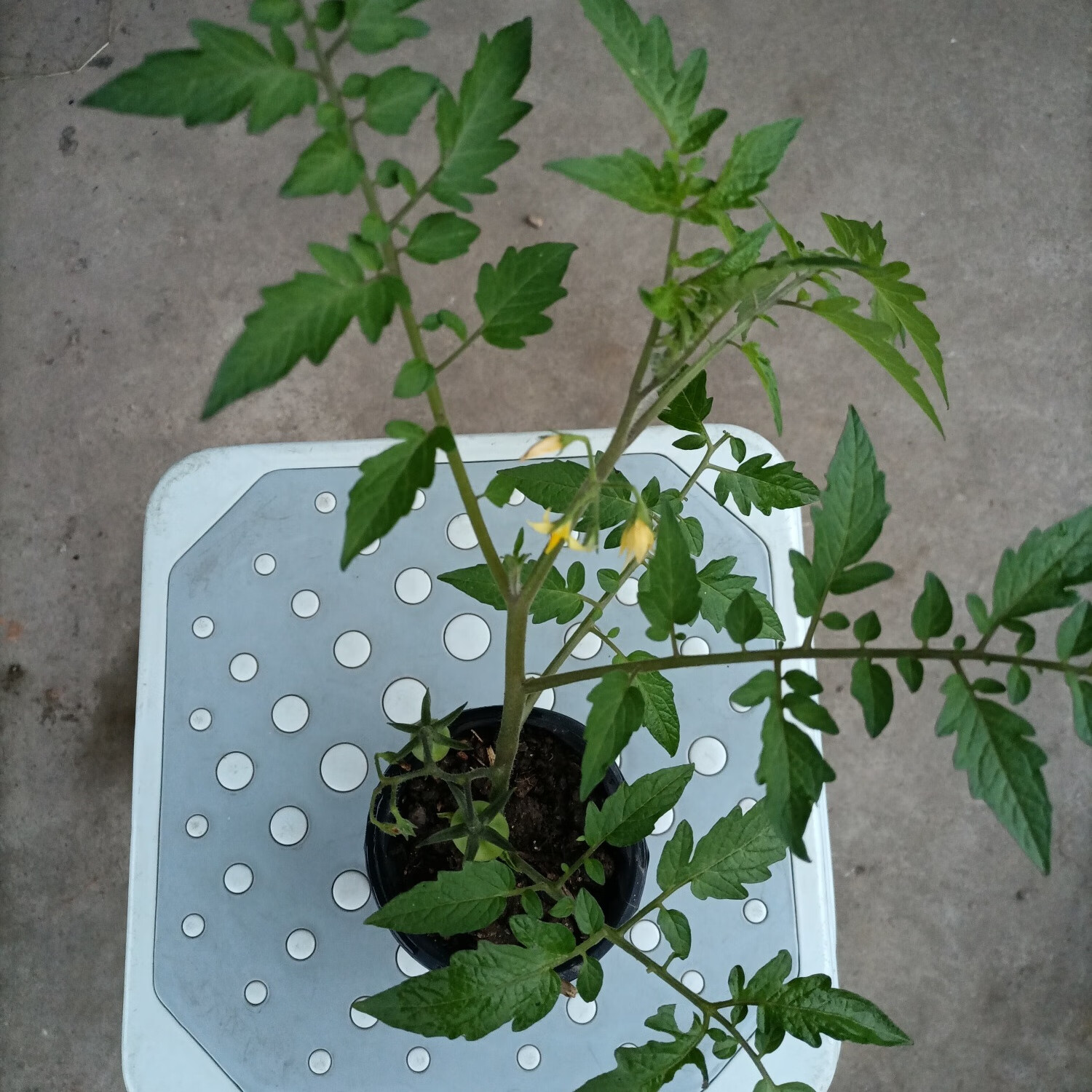 老祖宗贵州农村野生小番茄农家老品种酸味炒家常菜小时候家乡味道 1颗