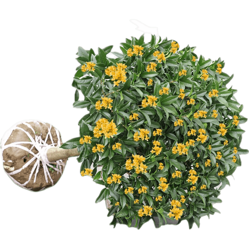 桂花樹苗盆栽金桂四季桂室內(nèi)外濃香型陽臺花卉綠植庭院盆景植物 黃金桂【濃香型】 6年苗【花滿樹粗壯】