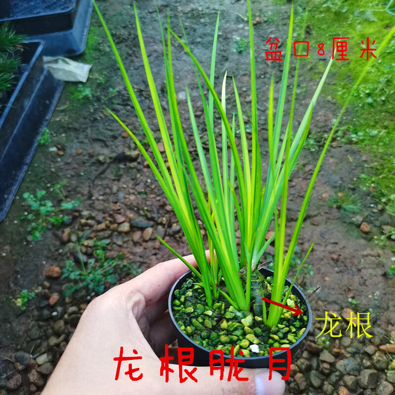 龙根老桩菖蒲 鱼缸过滤 附石盆景 龟缸造景室内精品盆栽好养易活 胧月