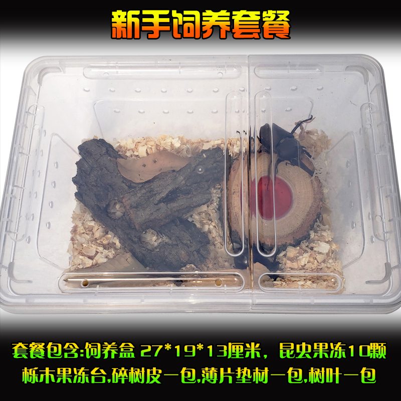 higanbana成虫大扁套餐昆虫饲养箱爬虫锹甲造景甲虫金龟果冻套装 新手