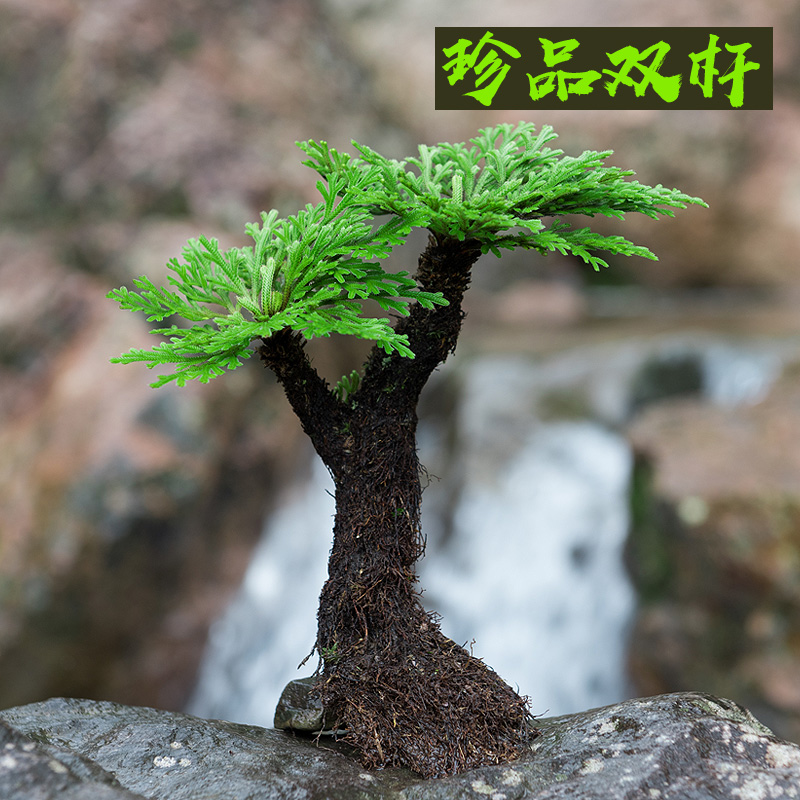 卉双卷柏九死还魂草小盆景假山吸水石造景绿植物好养室内迷你盆栽t11