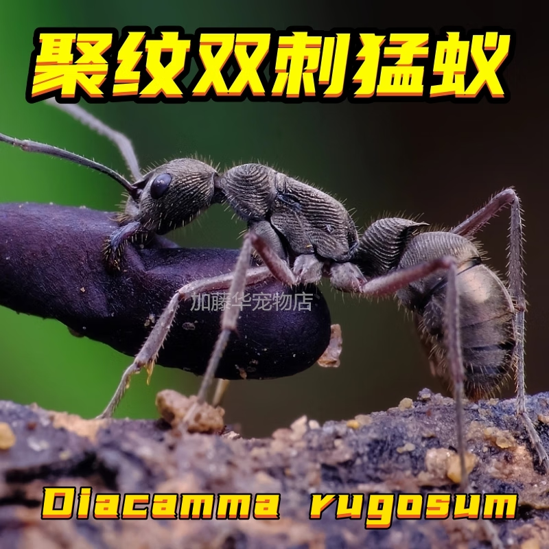 聚纹双刺猛蚁蚁后学生观察宠物蚂蚁3d打印蚁巢弓背蚁大头蚁巨首蚁 11