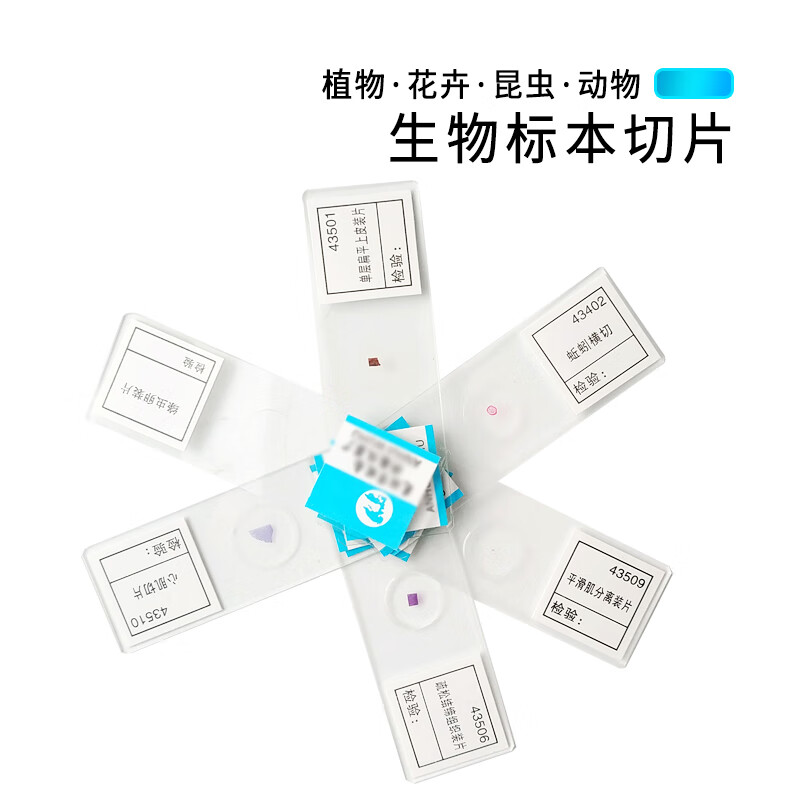 植物根尖幼根顶芽木本双子叶植物茎蚕豆叶下表皮青霉衣藻细菌三型