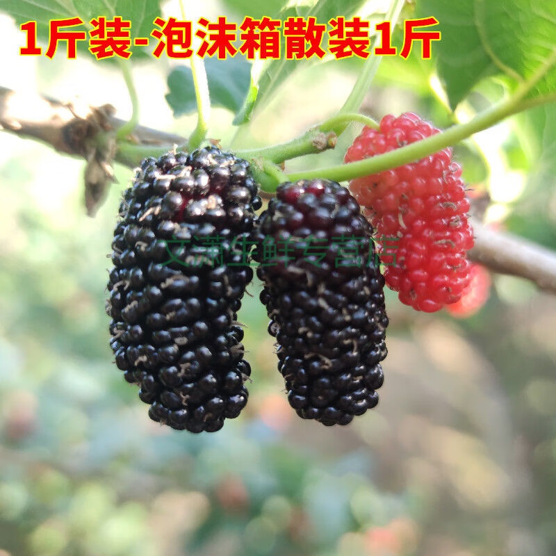 现摘现发新鲜桑葚无沙免洗特级黑桑椹果时令孕妇水果桑葚干 现摘桑葚