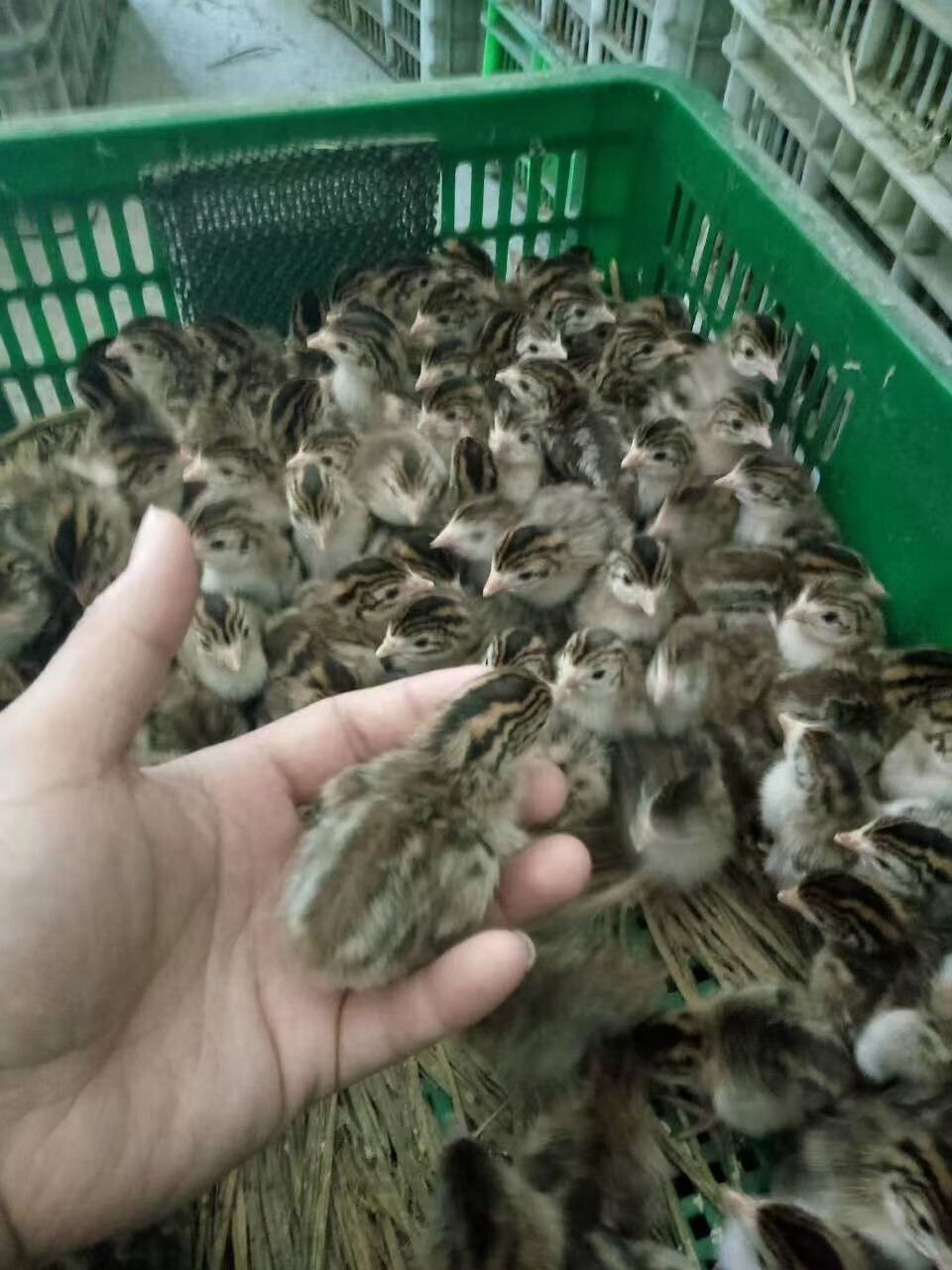 纯种珍珠鸡苗小鸡活苗(10只起发)