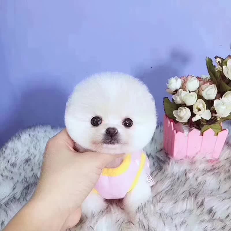 博美犬博美幼犬茶杯犬黄色白色宠物狗活体的可爱狗搏美哈多利系球体俊介宠物级s级母 虎窝购