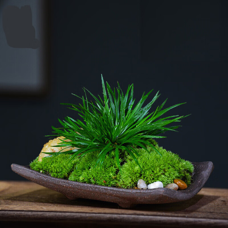 菖蒲草盆景金钱锦菖蒲盆栽室内绿植物苔藓微景观桌面客厅书房好养 蒲渡江南 蒲渡紫砂金钱菖蒲带盆栽好 虎窝购
