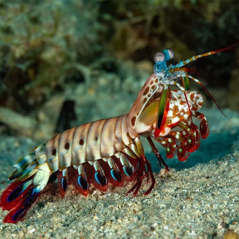 虾活体海水鱼观赏宠物皮皮虾海水鱼缸快递包活拳击 螳螂虾苗3-5厘米
