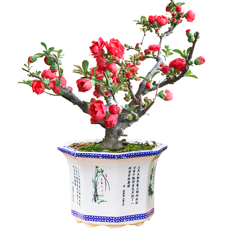 周大闯贴梗海棠花盆栽带花苞树苗老桩盆景庭院好养四季阳台花卉绿植 贴梗海棠 十二年苗