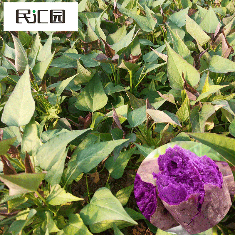 民汇园蔬菜种子种苗红薯苗批发白心红薯根紫薯苗板栗薯苗子红薯藤
