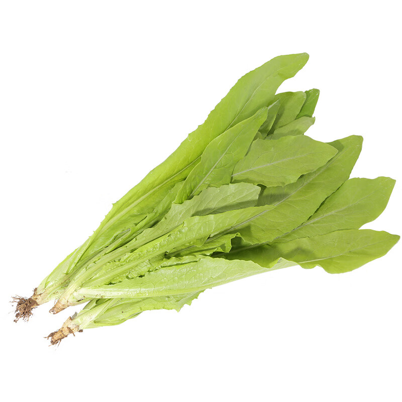 密云农业 自种新鲜蔬菜 叶菜 油麦菜 300g 味浓