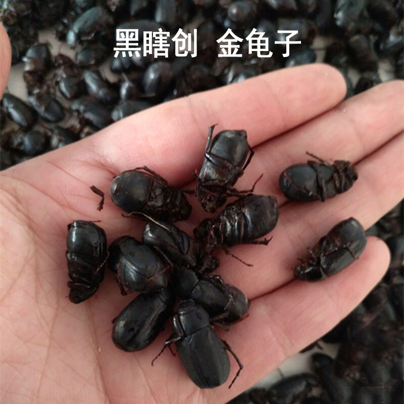 虎钢馋新鲜冷冻瞎眼创子闯子金龟子瞎胖子瞎撞子红孩儿