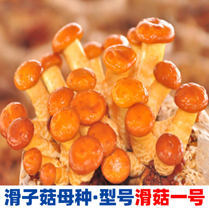 蘑菇菌种原种试管 栽培种 一级种 二级种 三级种 栽培种 滑子菇母种