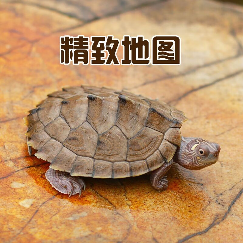 [深水龟]地图龟苗小地图龟清洁龟活体宠物水龟观赏龟活物深水观赏龟 4