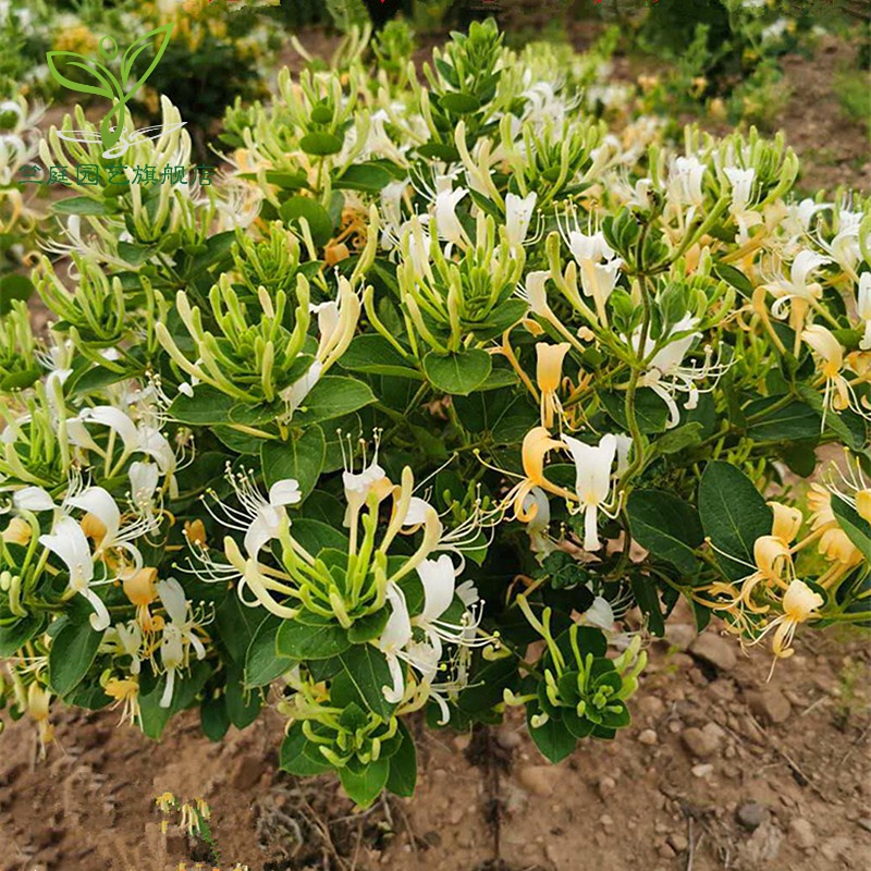 金银花树苗北花一号食用药用庭院阳台盆栽地栽爬藤四季金银花苗