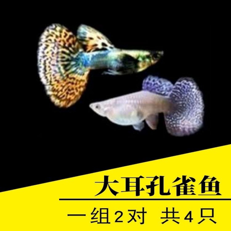 采缇 孔雀鱼活体公母纯种宠物鱼淡水繁殖观赏鱼热带小型凤尾鱼玛丽 大