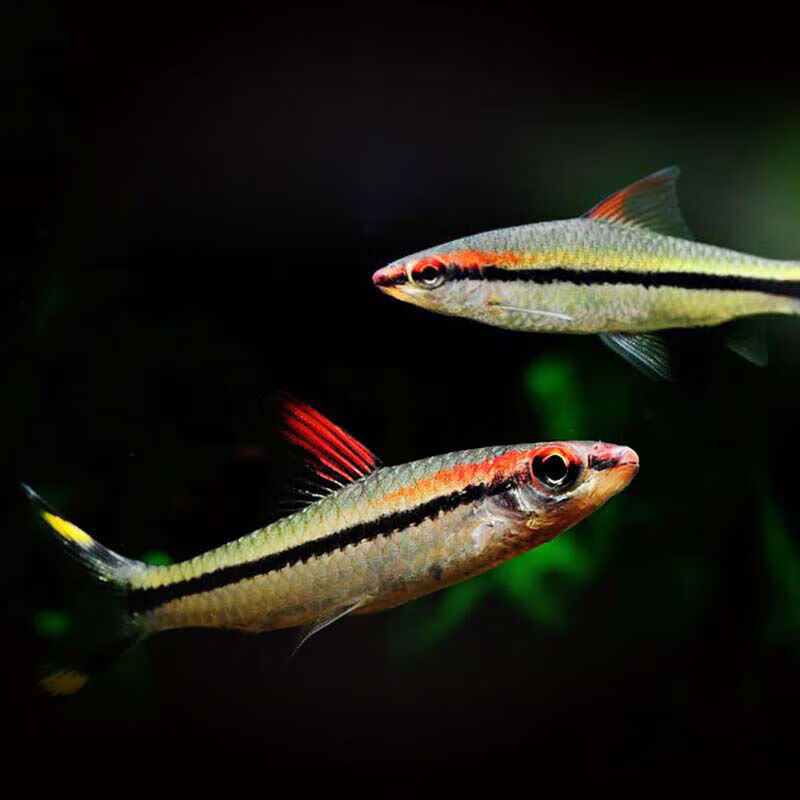 墨一一眉道人鱼群游活体观赏鱼热带鱼草缸鱼淡水鱼灯鱼宠物鱼小型鱼 4