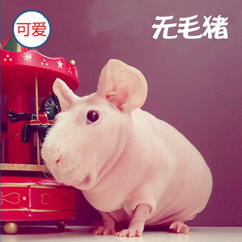 网红萌宠荷兰无毛豚鼠无毛猪天竺鼠无毛豚猪迷你猪迷你迷你小河马