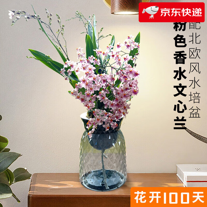 劉閣蘭花5色文心兰盆栽带花苞梦香兰奶香水味迷你兰花苗浓香型室内花卉 粉色梦香带5支生花剑 配北欧盆
