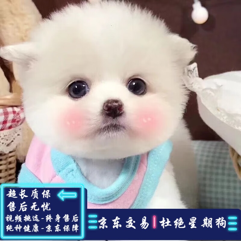 【实情必读】博美幼犬X评测：这款小型纯种宠物狗怎么样？插图