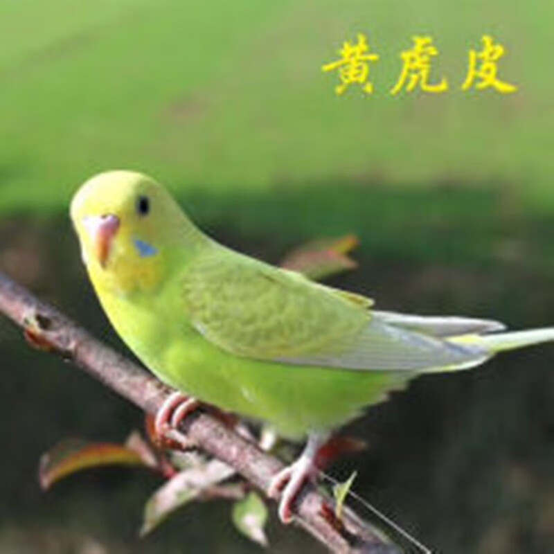 鸟虎皮鹦鹉活体鹦鹉鸟活体鹦鹉活体虎皮鹦鹉玄凤鹦鹉活体 黄虎皮一只