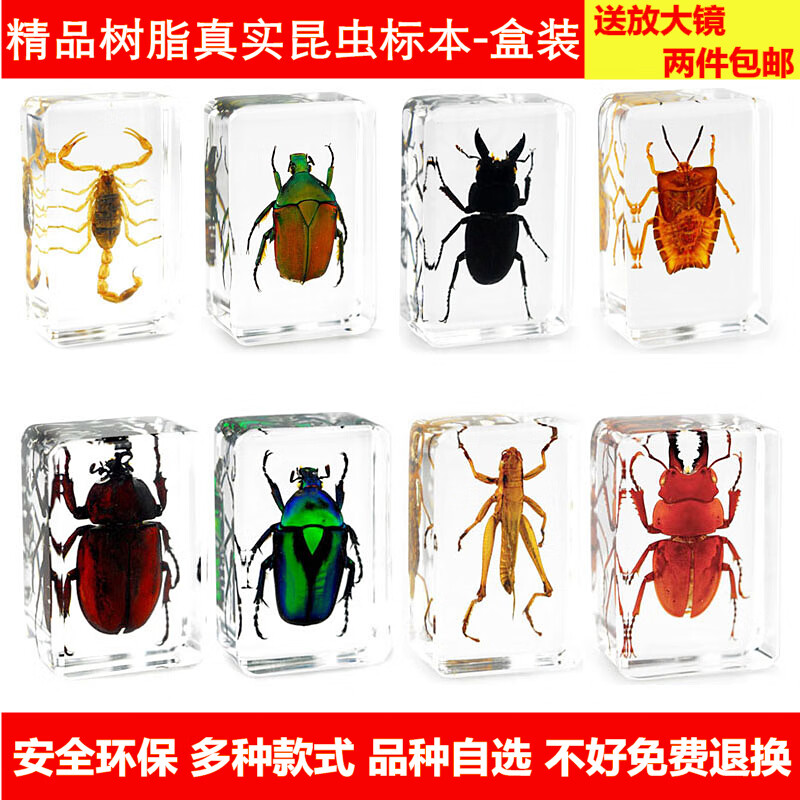 教学真实透明昆虫动物植物树脂标本 生物制作蝴蝶礼物 真虫 蝼蛄标本