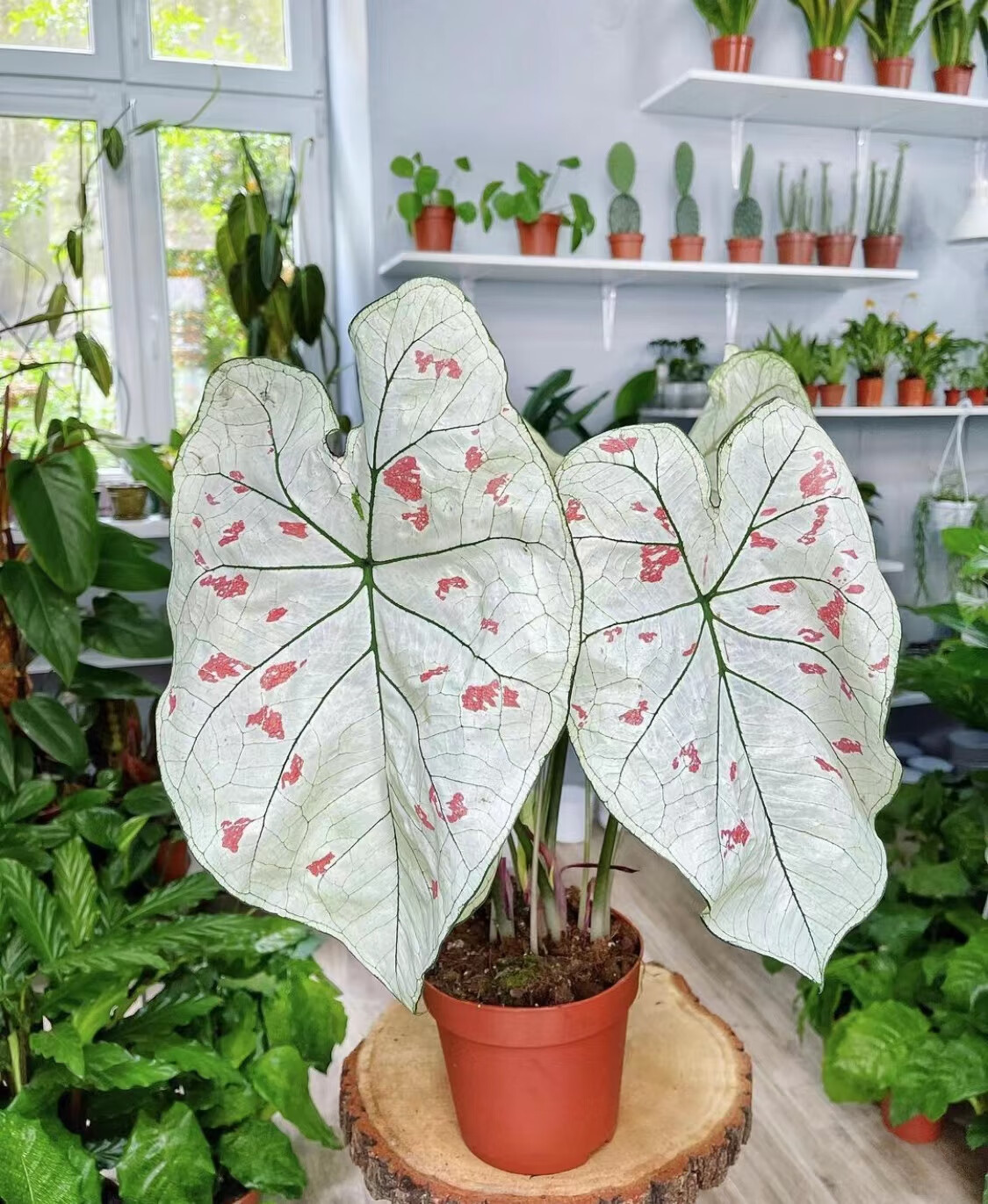 山头林村甜心彩叶芋种球草莓之心/caladiumstrawberrystar|2024年 满