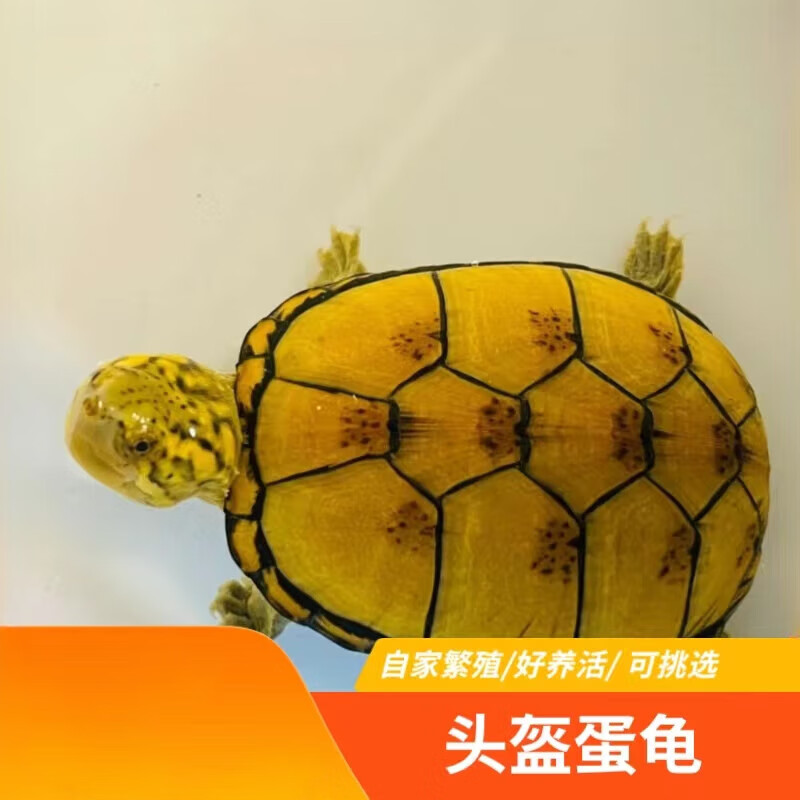 少羽头盔蛋龟活物蛋龟深水龟外塘观赏龟宠物活体苗 头盔蛋龟4-5cm全品
