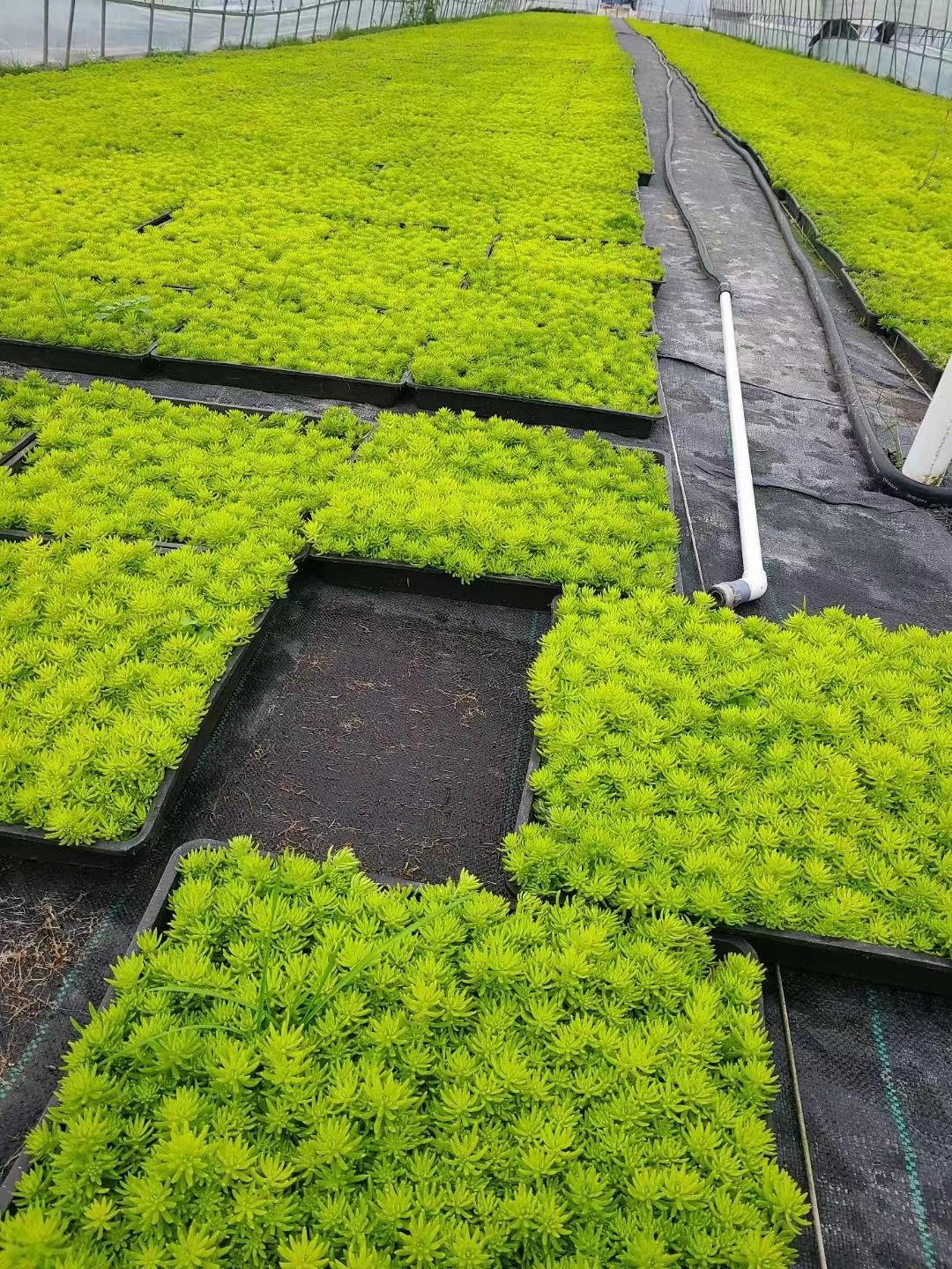 卉双佛甲草苗屋顶绿化草皮坪金叶黄金佛甲草万年草景天过路黄常青植物