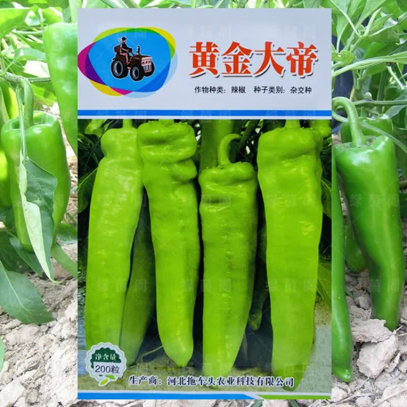 辣椒种子黄金大帝中辣早熟抗病高产牛角椒籽春夏四季蔬菜种孑 黄金