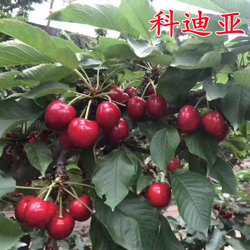 wmo嫁接樱桃苗南方北方种植车厘子苗当年结果大苗庭院地栽耐寒果树苗
