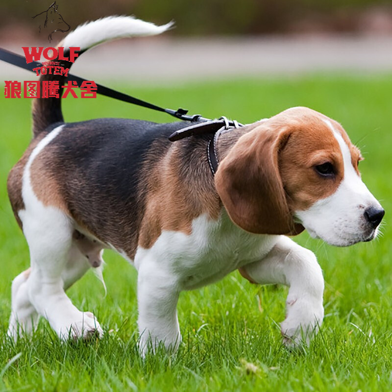 狼图腾比格犬纯种比格犬幼犬活体幼犬双血统小型短毛犬缉毒犬宠物狗狗