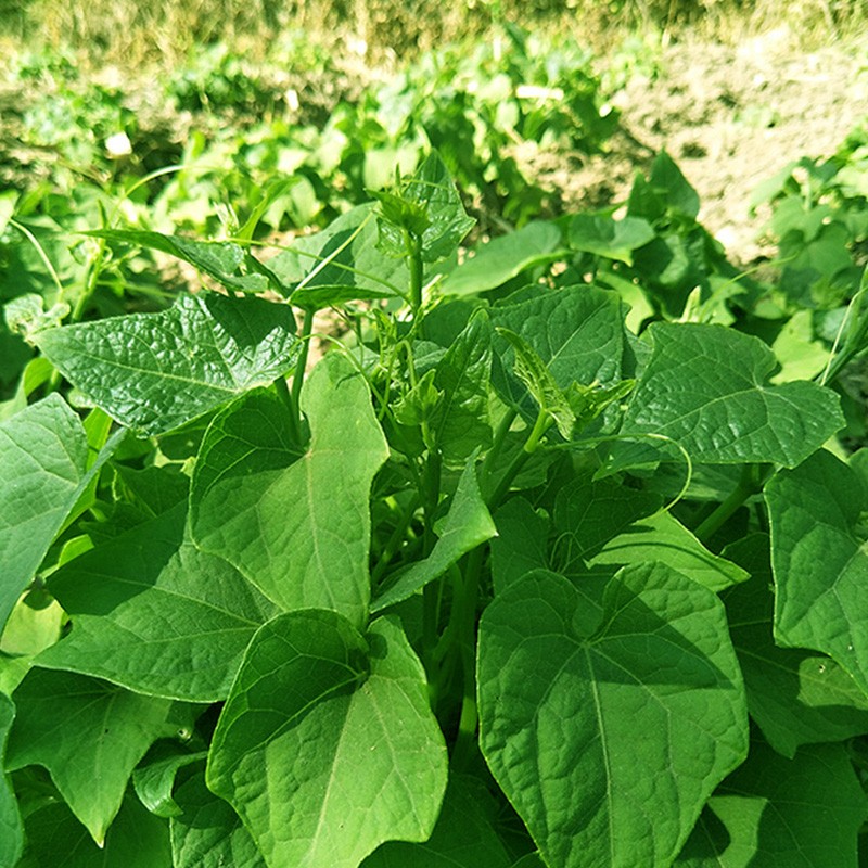 花俊南瓜种子专吃南瓜茎叶品种南瓜尖春季农家菜园南瓜藤分枝能力强棚